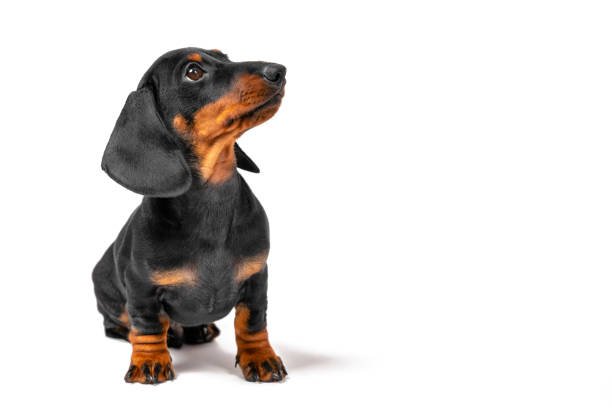 Precious dachshund puppies breeding facility
