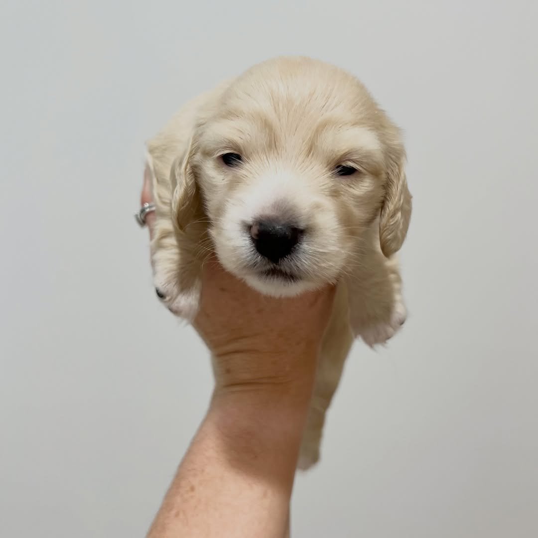 Freya â€” miniature dachshund puppy for sale, female