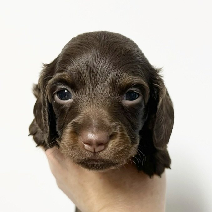 Comet â€” miniature dachshund puppy for sale, female
