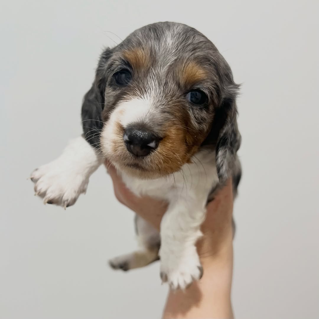 Paige â€” miniature dachshund puppy for sale, female