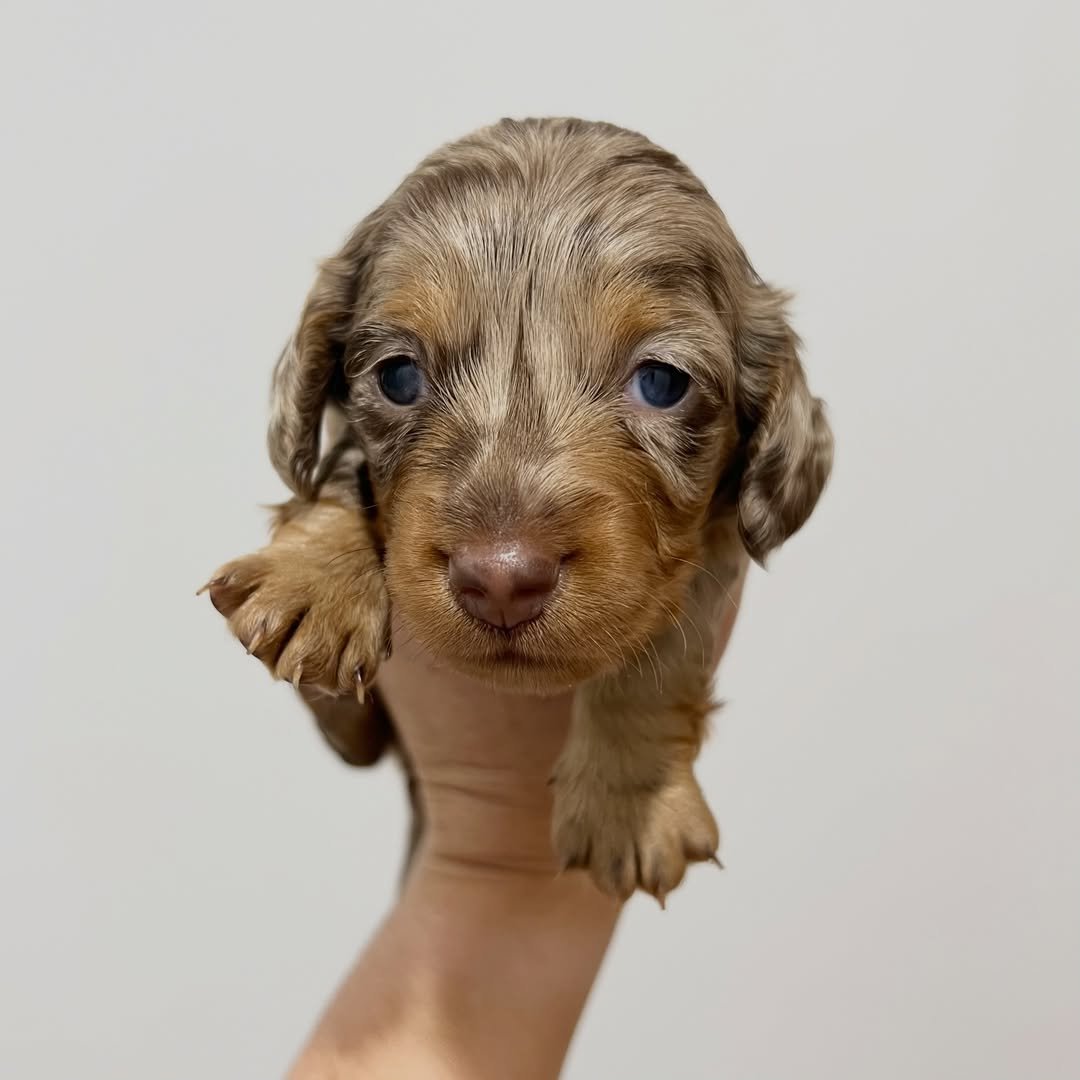 Phoebe â€” miniature dachshund puppy for sale, female