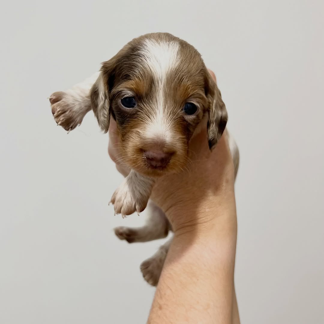 Piper â€” miniature dachshund puppy for sale, female