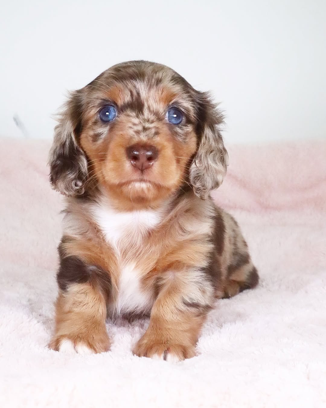 Casey â€” miniature dachshund puppy for sale, female