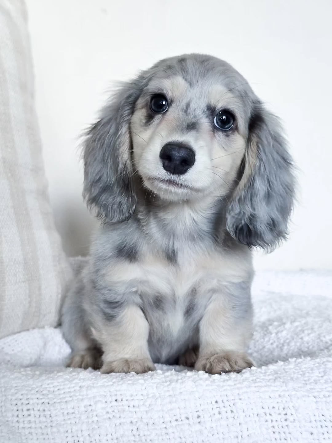 Elsa â€” miniature dachshund puppy for sale, female