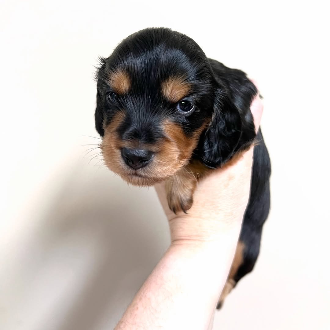 Ebony â€” miniature dachshund puppy for sale, female
